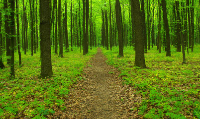 Obraz premium Green forest and path