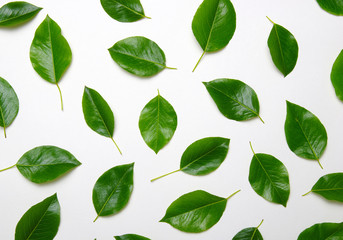 Green leaves isolated on white