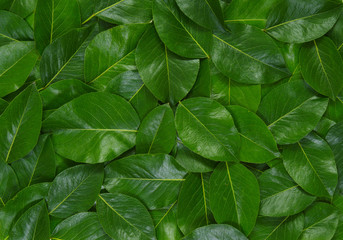 Green leaves background