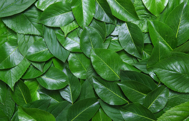 Green leaves background