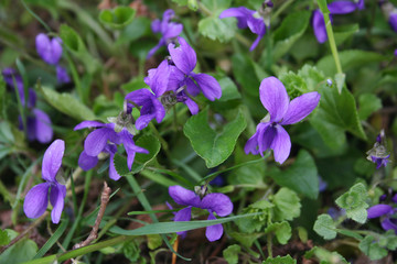 Fototapeta na wymiar English or Common violets in the garden in early spring 