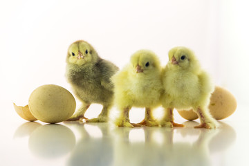  small chicken on a white background among shells from eggs.