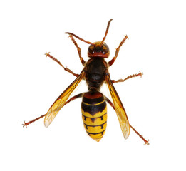 hornet isolated on white