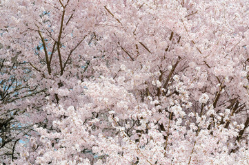満開の越の彼岸桜