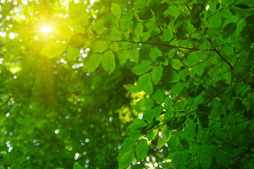 Green leaves and sun