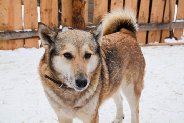 abandoned dogs in an animal shelter.Care for the animals.Rescue, help
