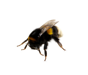 bumblebee on the white