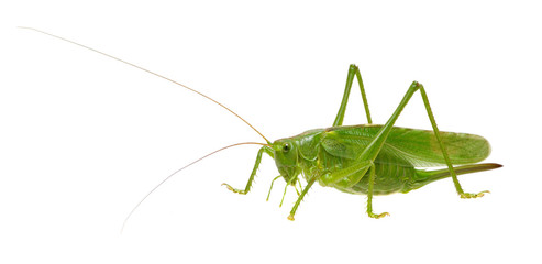 Green locust on white