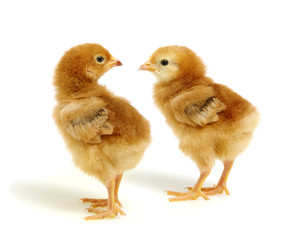  chickens isolated on white