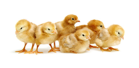 Chicks isolated on white