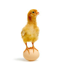 chick and egg on a white