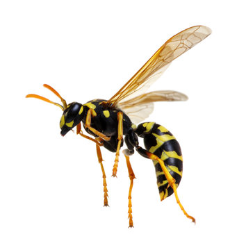 wasp isolated on white