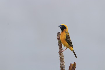 Close up the Asian Golden Weaver bird on dried branch tree and grey sky