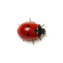 Ladybug isolated on white