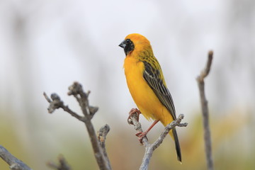 Close up the Asian Golden Weaver bird on dried branch tree and grey sky