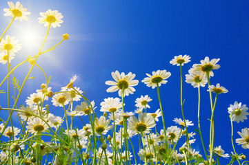Obraz na płótnie Canvas Field of daisies