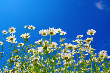 White camomiles on blue sky