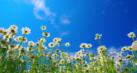 White camomiles on blue sky