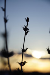 зимний ковыль