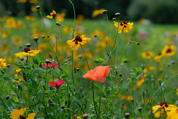 Photo of a pink poppy in a field of wild flowers, taken on a sunny day in mid-summer, Eastcote, UK