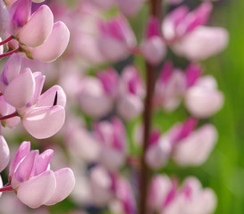  flower on a green