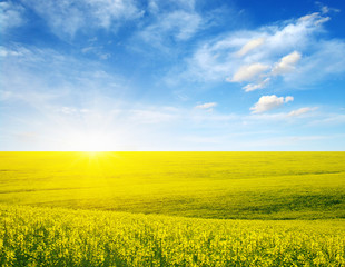 Obraz premium golden field on sky