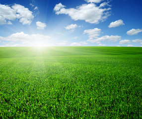 Fototapeta premium Green field and sun.