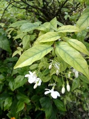 hanging white flowers under bright green leaves