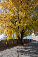 A large yellow tree raising up from a cobbled path with an ancient wall in the background nearby to Bratislava Castle