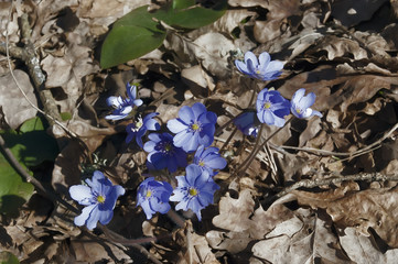 Подснежники