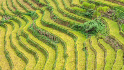 Rice fields on terraced of Mu Cang Chai , Vietnam.