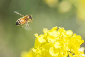 Honey bee flying around canola flower