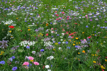 Meadow full of a variety of wild flowers, England UK