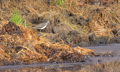 Piro piro culbianco che sta osservando nel campo di terra