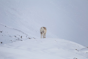 W blasku i cieple wiosennego słońca renifery poszukują pokarmu © blackspeed