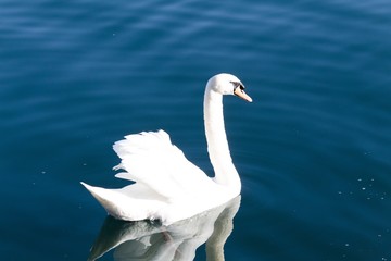 Lake swan portrait