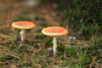 Two mushrooms in autumn