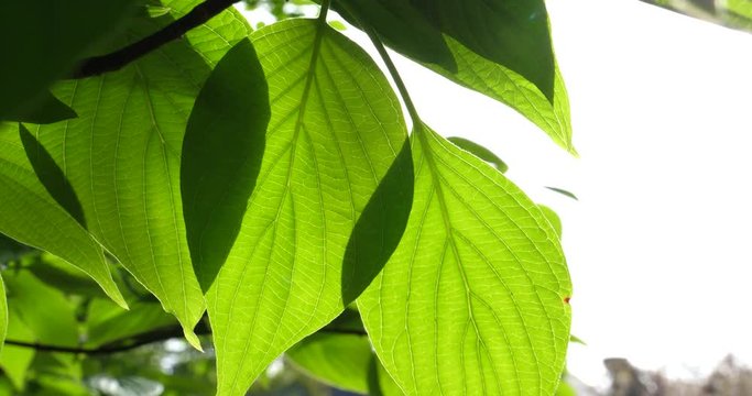 Tree leaves creating beautiful pattern with shadows on a morning spring day - conceptual footage for environment protection and medical advertising 