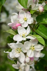 Apfelbaumblüte in Südtirol