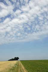Naklejka premium sommerlandschaft felder