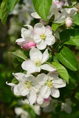 Apfelbaumblüte in Südtirol