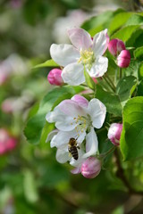 Apfelblüte in Südtirol mit fleißiger Biene