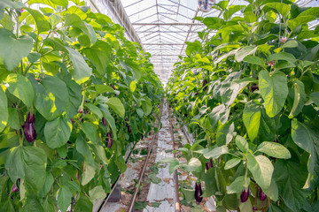Path between two rows of tall aubergine plants in a specialized aubergine nursery