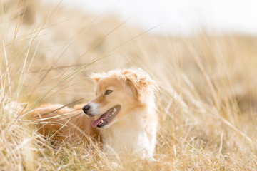 Dog in the dunes
