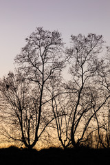 Fototapeta na wymiar Silhouette of trees at sunset