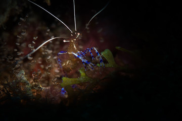 Pedersen Cleaner Shrimp (Periclimenes pederson) on the reef on Bonaire, Netherlands Antilles
