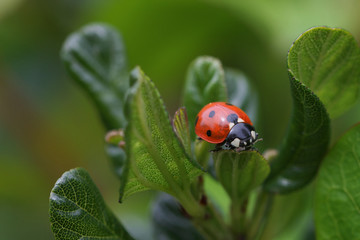 Seven spotted ladybird on green leaves