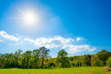 Summer meadow with green trees and a wonderful blue sky with bright sun
