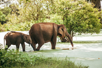 Fototapeta na wymiar Mother and baby elefants go drink water from pond in national nature park Udawalawe, Sri Lanka