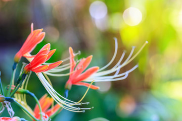 Beautiful gueen lily in the garden.